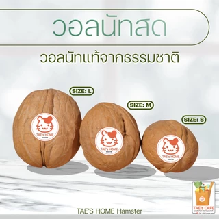[สินค้าใหม่] วอลนัทสด ขนมสำหรับสัตว์เล็กและสัตว์ฟันแทะทุกชนิด แทะได้ ทานได้ เป็นแหล่งโปรตีน ลับฟันได้