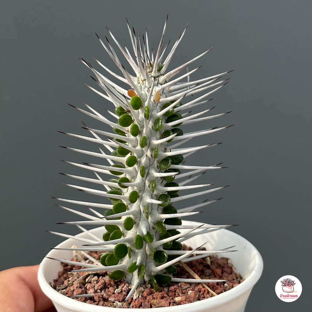 Alluaudia procera แคคตัส กระบองเพชร cactus&succulent