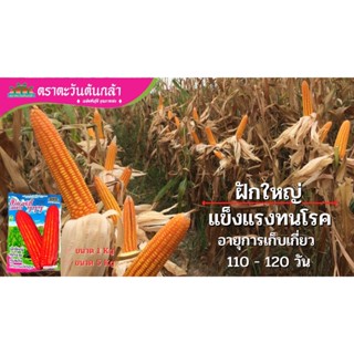 ข้าวโพดลูกผสม ลิเบอร์ตี้ 777 ถุง 1 กิโลกรัม