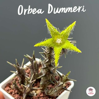 เก๋งจีน Orbea Dummeri แคคตัส กระบองเพชร cactus&amp;succulent