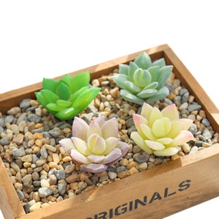 Succulents ดอกไม้ พืชอวบน้ํา สร้างสรรค์ DIY อุปกรณ์ตกแต่งผนัง