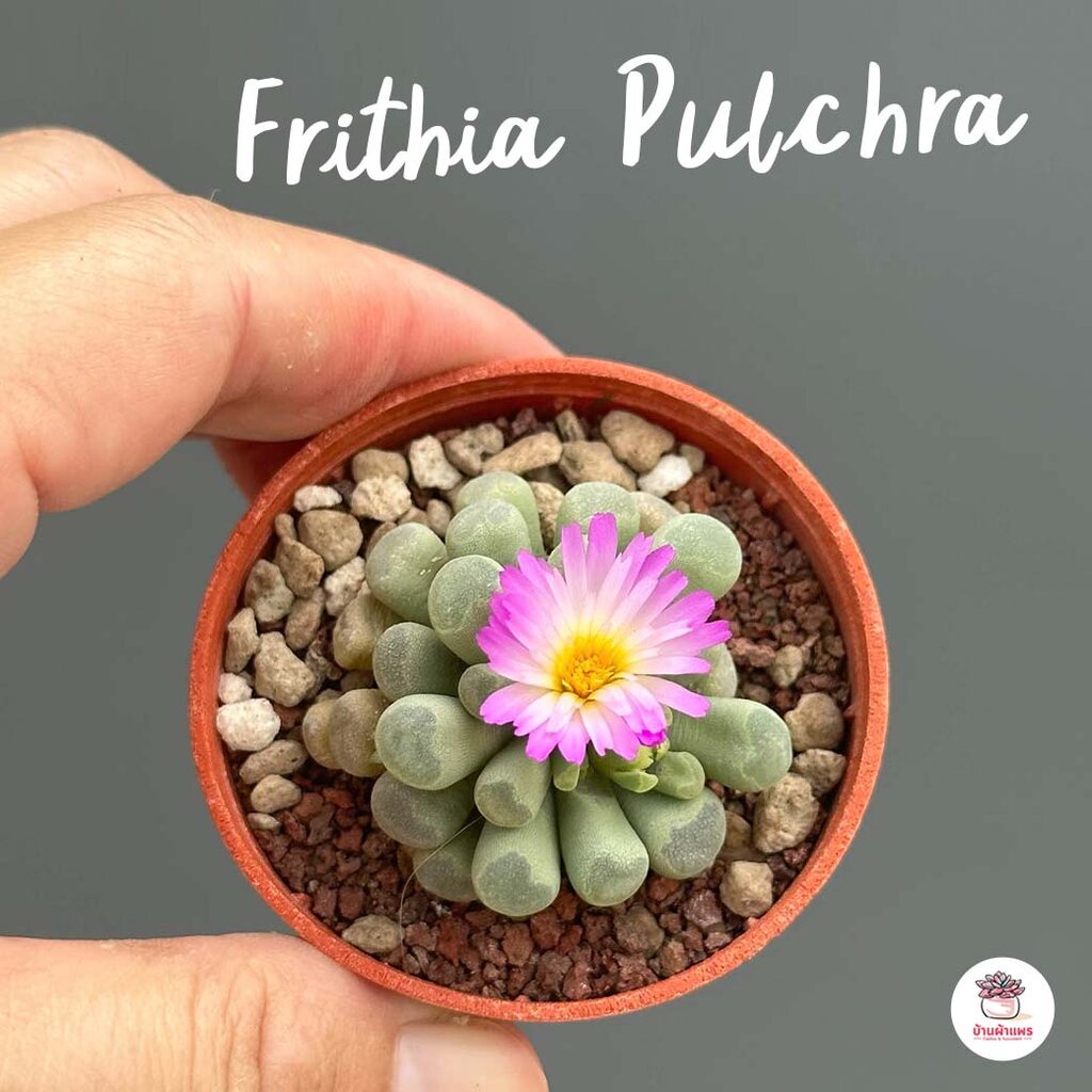 Frithia Pulchra ไม้อวบน้ำ กุหลาบหิน Cactus&amp;Succulent หลากหลายสายพันธุ์