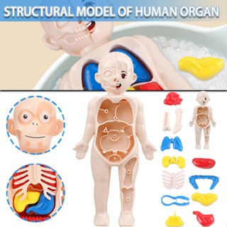 3D Puzzle Human Body DIY Organs Model Removable Assembled Educational Toy