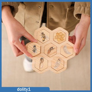 [Dolity1] บอร์ดวงจรชีวิตปริศนา วงจรการเจริญเติบโตของเด็กวัยหัดเดิน ของเล่นทักษะยนต์