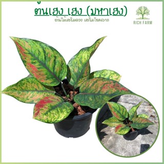 เฮง เฮง เฮง หรือมหาเฮง (Aglaonema)ต้นไม้มงคลแก้ภมูิแพ้ ส่งเป็นต้นพร้อมกระถาง