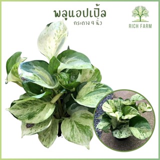 พลูด่างแอปเปิ้ล Epipremnum Aureum ต้นไม้มงคลฟอกอากาศ แก้ภูมิแพ้ ส่งพร้อมกระถาง 4 นิ้ว