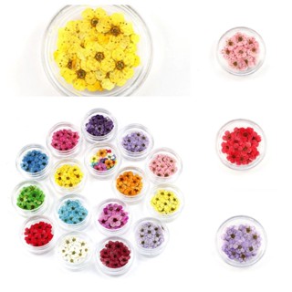 20 ชิ้น / กล่อง DIY ดอกไม้แห้ง ดอกพลัม Daffodil สําหรับศิลปะ งานฝีมือ อีพ็อกซี่ เทียน ทําเครื่องประดับ จําลอง ตกแต่ง วันหยุด ปาร์ตี้ อุปกรณ์หยด เจล เคสโทรศัพท์
