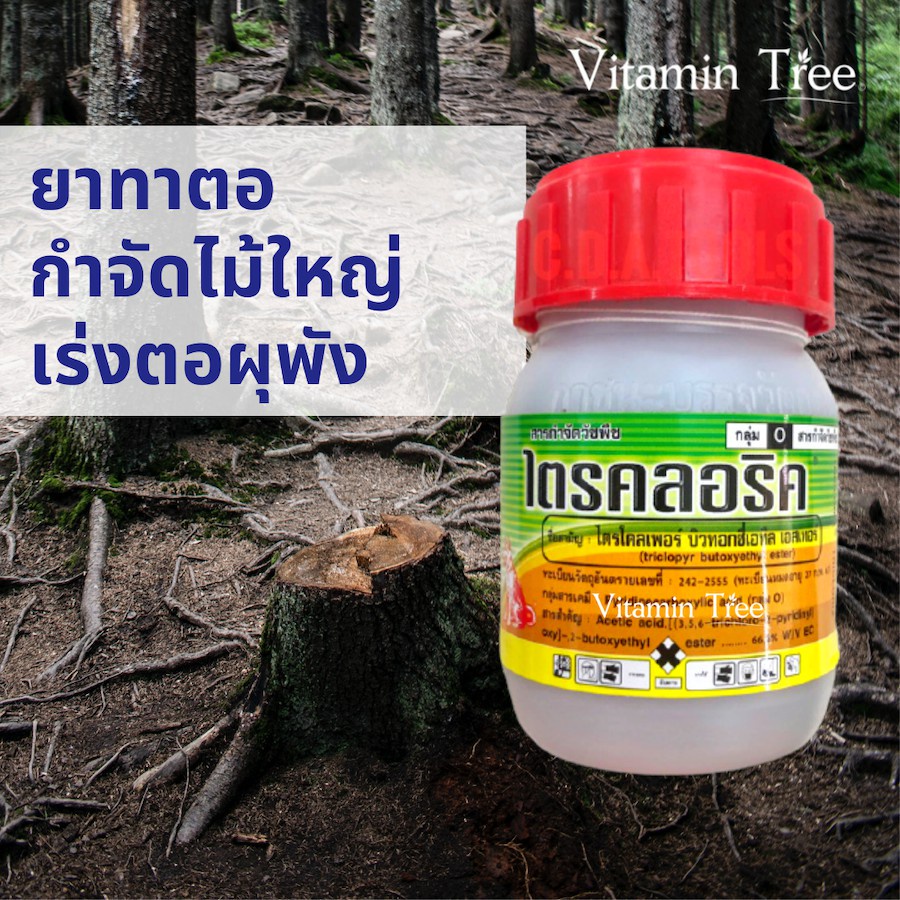 ยาทาตอ กำจัดไม้ใหญ่ ยืนต้นตาย เหลือแต่ตอ ไตรคลอริค 100 ซีซี ผสมน้ำมันดีเซลได้ 1 ลิตร