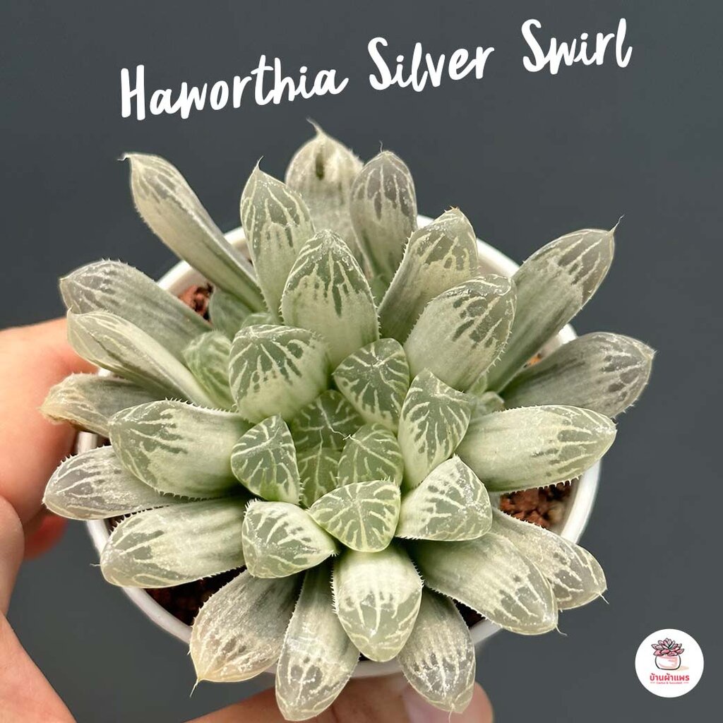 Haworthia Silver Swirl ไม้อวบน้ำ กุหลาบหิน cactus&amp;succulentหลากหลายสายพันธุ์