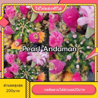 เมล็ด Pearl Andaman 1หลอด ได้150เมล็ด+++