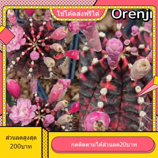 เมล็ด Orenji ออเรนจิ 1หลอด ได้150เมล็ด+++