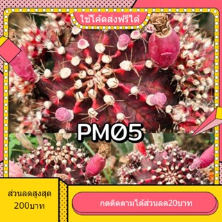 เมล็ด PM05 พีเอ็ม05 1หลอด ได้150เมล็ด+++