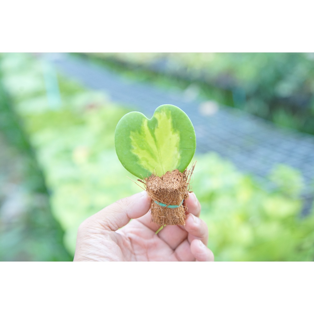 มุมมอง 3