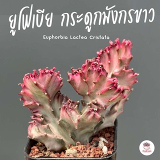 ยูโฟเบีย กระดูกมังกรขาว Euphorbia Lactea Cristata กระบองเพชร แคคตัส ไม้อวบน้ำ cactus&amp;succulent