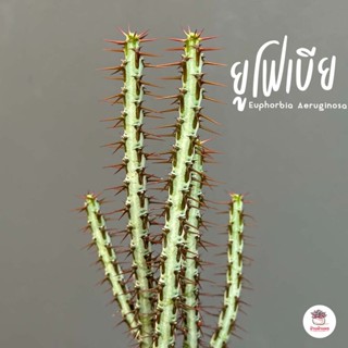 ยูโฟเบีย Euphorbia Aeruginosa แคคตัส กระบองเพชร cactus&amp;succulent