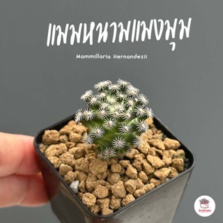 แมมหนามแมงมุม Mammillaria Hernandezii แคคตัส กระบองเพชร cactus&amp;succulent