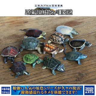 หนังสือสารานุกรมสัตว์เลื้อยคลาน เต่าทะเล เต่าทะเล ของแท้ จากญี่ปุ่น