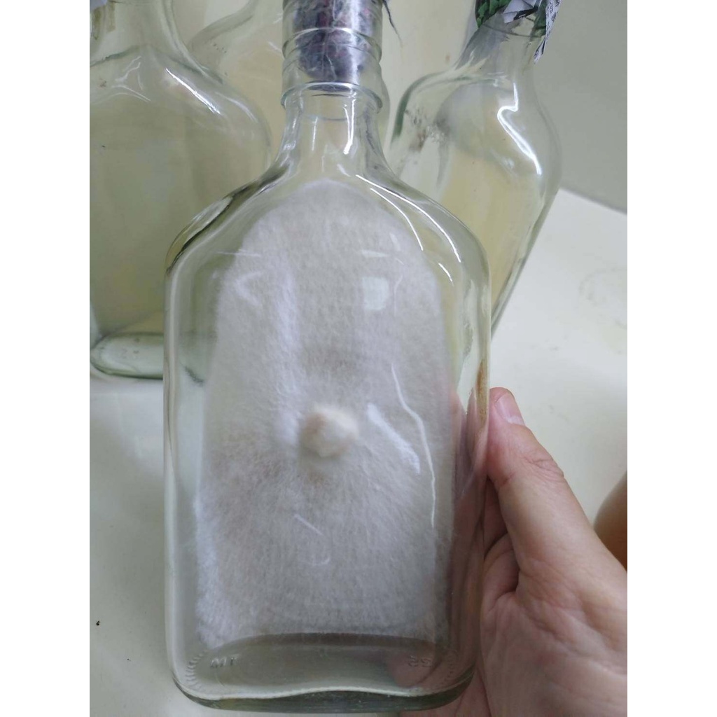 วุ้น PDA (POTATO DEXTROSE AGAR) นึ่งฆ่าเชื้อแล้วพร้อมใช้’ สำหรับเพาะเชื้อเห็ดหรือเชื้อรา #PDA #วุ่น PDA #เชื้อเห็ด ราคา ถูกที่สุด ดีลบีเคเค แกลเลอรีภาพที่ 7