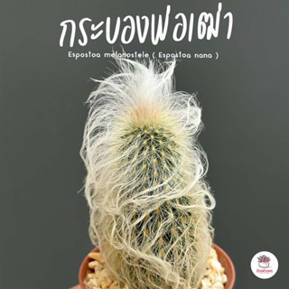 กระบองพ่อเฒ่า Espostoa melanostele ( Espostoa nana ) แคคตัส กระบองเพชร cactus&amp;succulent