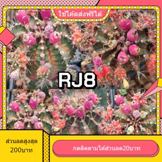 เมล็ด RJ8 อาร์เจ8 1หลอด ได้150เมล็ด+++