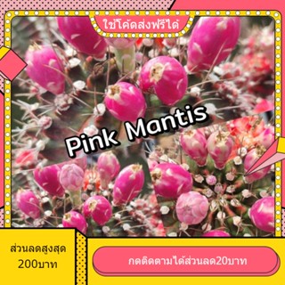 เมล็ด Pink mantis พิงค์ แมนติส 1หลอด ได้150เมล็ด+++