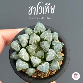 ฮาโวเทีย Haworthia Love Heart ไม้อวบน้ำ กุหลาบหิน cactus&amp;succulentหลากหลายสายพันธุ์