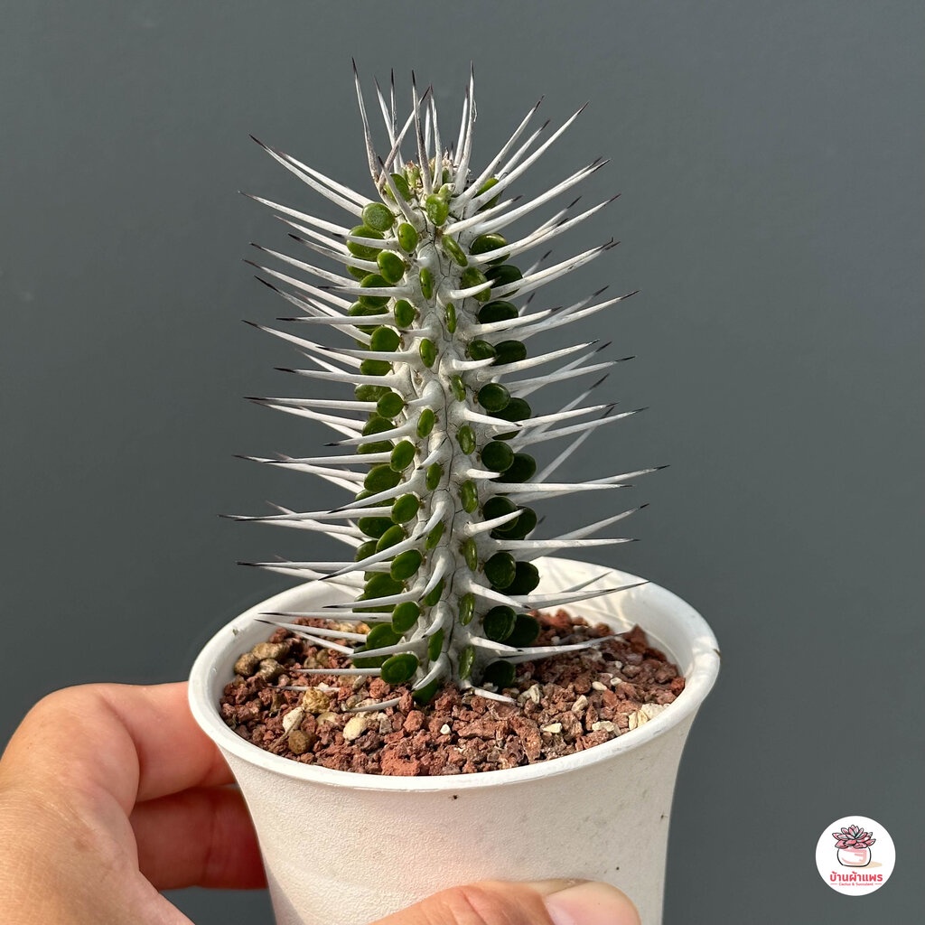Alluaudia procera แคคตัส กระบองเพชร cactus&succulent