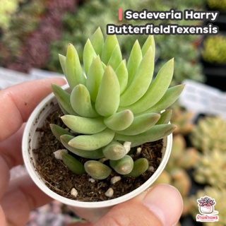 Sedeveria Harry Butterfield ไม้อวบน้ำ กุหลาบหิน cactus&amp;succulentหลากหลายสายพันธุ์