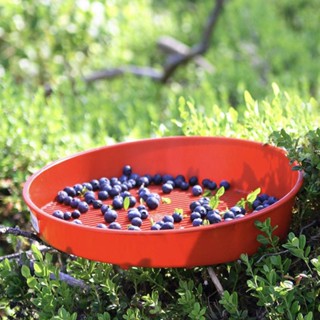 [Fenteer1] ตะกร้าทําความสะอาด อเนกประสงค์ สําหรับ Currants Blueberries Lingonberries