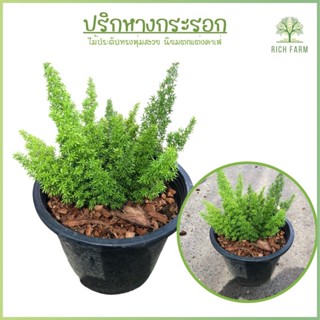 ต้นปริกปริกหางกระรอก (Foxtail Asparagus Fern)ต้นไม้ประดับตระกูลเฟิร์น ต้นไม้มงคลฟอกอากาศนิยมแต่งคาเฟ่