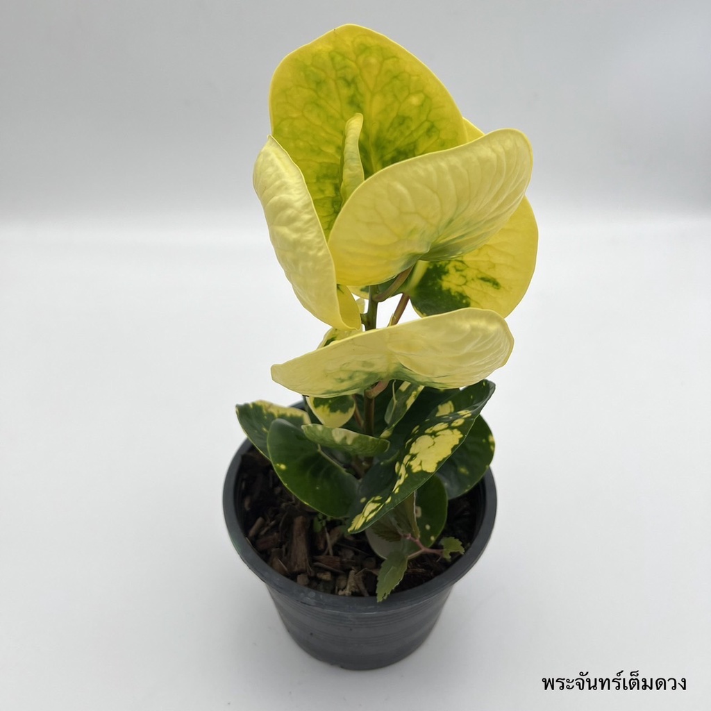 มุมมอง 2