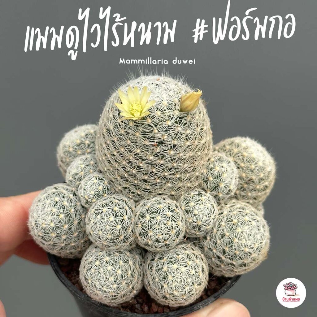 แมมดูไวไร้หนาม #ฟอร์มกอ Mammillaria duweii แคคตัส กระบองเพชร cactus&succulent