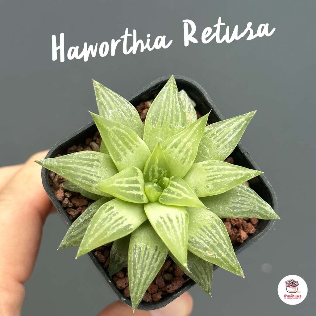 Haworthia retusa f. geraldii ฮาโวเทีย ไม้อวบน้ำ กุหลาบหิน cactus&amp;succulentหลากหลายสายพันธุ์