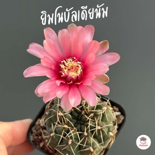 ยิมโนบัลเดียนัม #คละสีดอก Gymnocalycium Baldianum แคคตัส กระบองเพชร cactus&amp;succulent