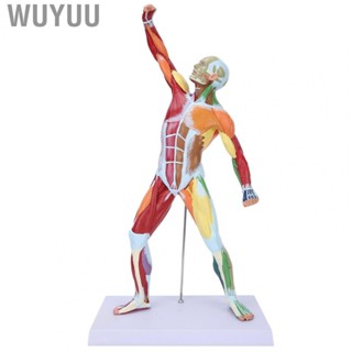 Wuyuu LZKW Body Muscle Structure Model Reliable Muscular System Durable