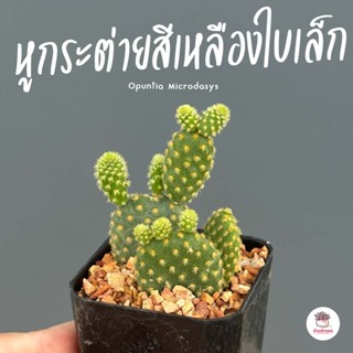 หูกระต่ายสีเหลืองใบเล็ก Opuntia Microdasys ไม้อวบน้ำ กุหลาบหิน cactus&amp;succulent