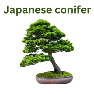 เมล็ดสนญี่ปุ่น สนบอนไซ Japanese conifer ชุดทดลองปลูก ร้านคนไทย บอนไซ