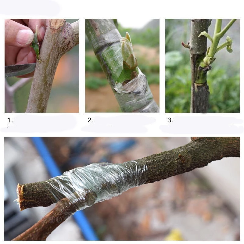 เทปพันกิ่งไม้ กว้าง 3cm ยาว 120m อุปกรณ์ทำสวนตอนกิ่งและทาบกิ่ง thumbnail 5
