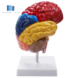 โมเดลกายวิภาคศาสตร์ 1:1 แบบครึ่งสมอง อุปกรณ์ห้องปฏิบัติการสอ…