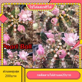 เมล็ด Pearl Ball เพิลบอล 1หลอด ได้150เมล็ด+++