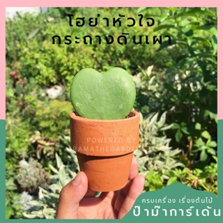 โฮย่า-หัวใจใบเดียวกระถางดินเผา-1