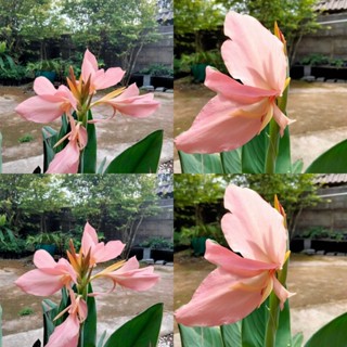 พุทธรักษา สีชมพูอ่อน1้หง้า(ตัดใบล้างราก) พุทธรักษาสีชมพูอ่อน