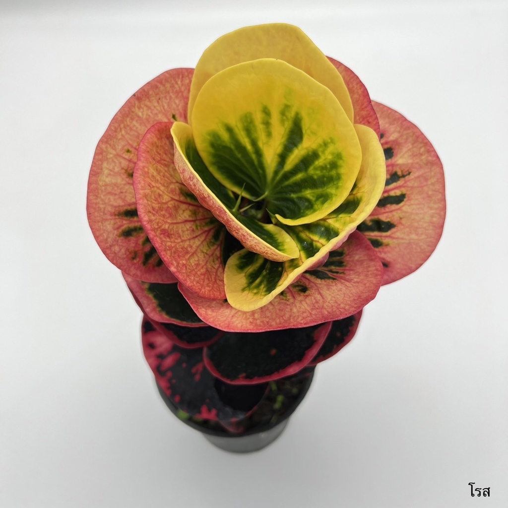 มุมมอง 2