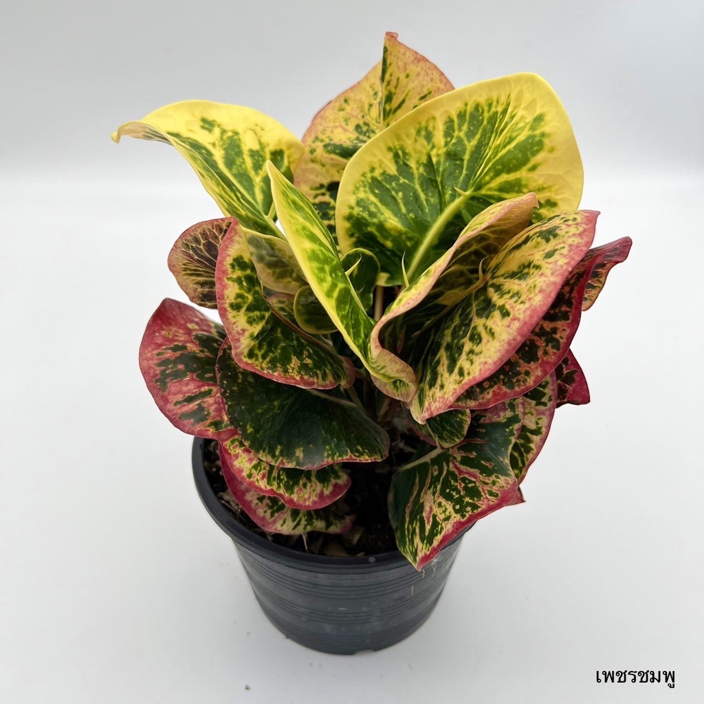 มุมมอง 2