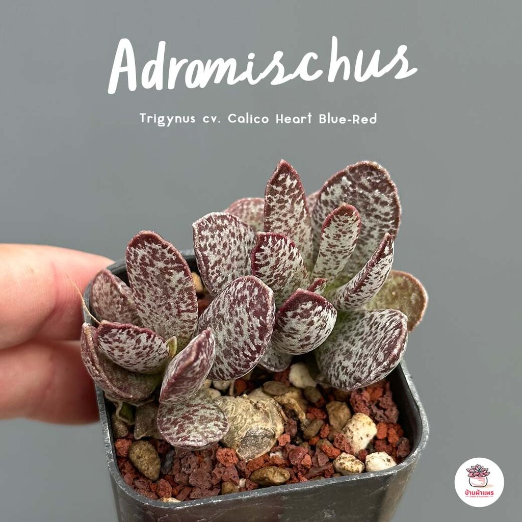 Adromischus Trigynus cv. Calico Heart Blue-Red ไม้อวบน้ำ กุหลาบหิน Cactus&Succulent หลากหลายสายพันธุ์