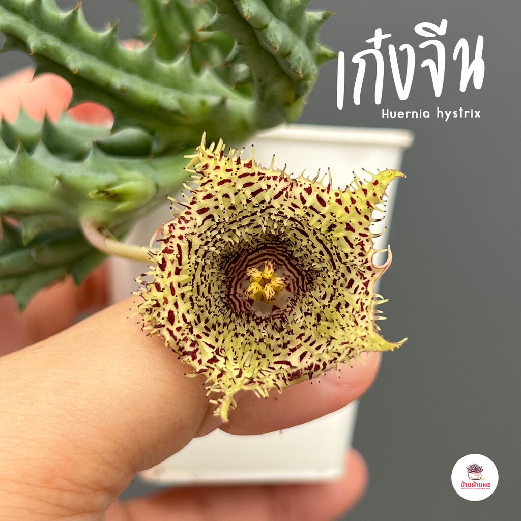 เก๋งจีน Huernia hystrix แคคตัส กระบองเพชร cactus&succulent