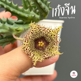 เก๋งจีน Huernia hystrix แคคตัส กระบองเพชร cactus&amp;succulent