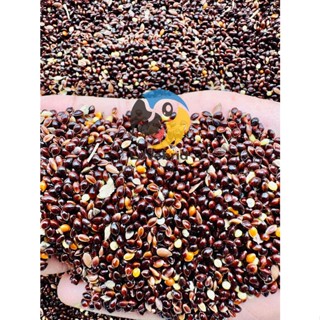 Black Millet  มิลเล็ตดำ แบ่งขาย 200 กรัม อาหารเสริมสำหรับนก ฟิ้นซ์ ซีบร้า นกเขาเล็กชวา และแฮมสตอร์