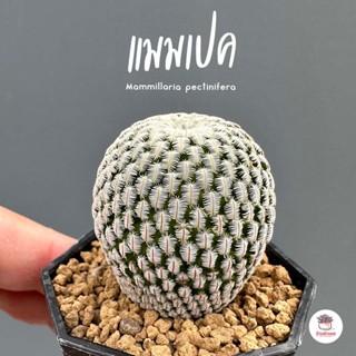 แมมเปค Mammillaria pectinifera แคคตัส กระบองเพชร cactus&amp;succulent