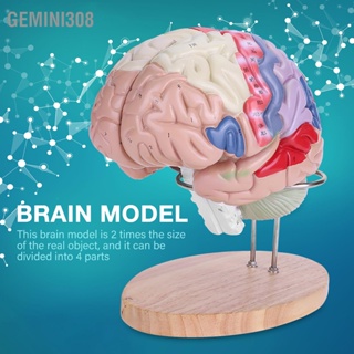 Gemini308 1:2 Medical Anatomical Human Brain Model Cerebral Cortex Nerve 4 Parts